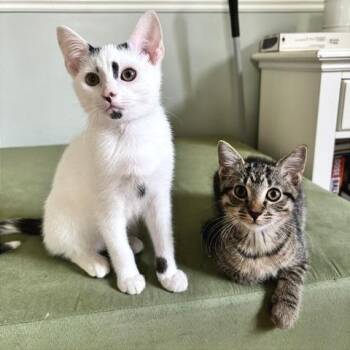 Sharpie -  Domestic Short Hair Cat for Adoption in Gibsonia, Pennsylvania - Sharpie | PetCurious