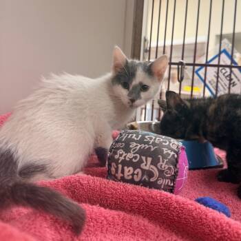 Jo-Jo -  Domestic Short Hair Cat for Adoption in Cheyenne, Wyoming - Jo-Jo | PetCurious