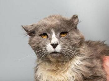 Domestic Long Hair and Domestic Short Hair Cats Available for Adoption in Longmont, Colorado - Walmart | PetCurious