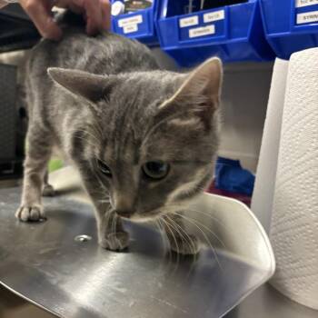 London -  Domestic Short Hair Cat for Adoption in Council Bluffs, Iowa - London | PetCurious