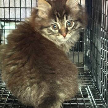 Kiwi -  Domestic Medium Hair Cat for Adoption in Oceanside, New York - Kiwi | PetCurious