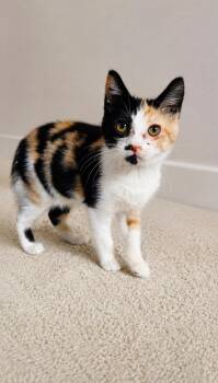 Meow Meow -  Domestic Short Hair Cat for Adoption in Calgary, Alberta - Meow Meow | PetCurious