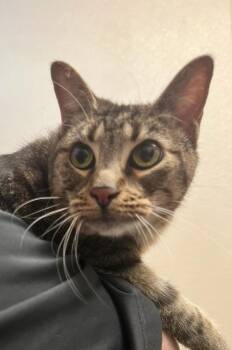 Kitty -  Domestic Short Hair Cat for Adoption in Richland Hills, Texas - Kitty | PetCurious