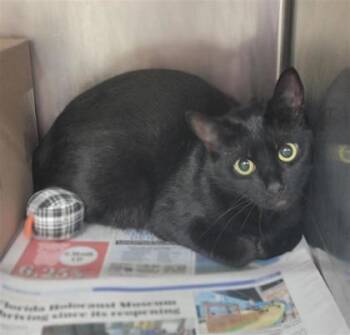 Baby Bear -  Domestic Short Hair Cat for Adoption in Largo, Florida - Baby Bear | PetCurious