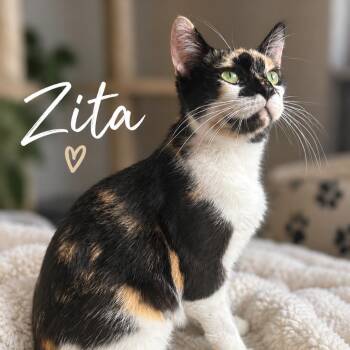 Zita -  Domestic Short Hair Cat for Adoption in Inman, South Carolina - Zita | PetCurious