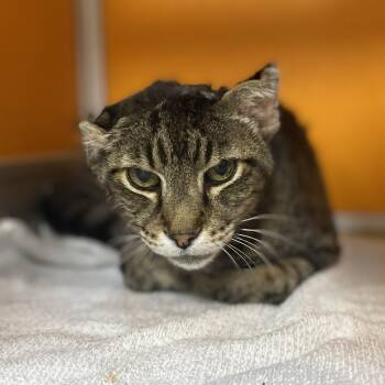 Crinkle -  Domestic Short Hair Cat for Adoption in Elyria, Ohio - Crinkle | PetCurious