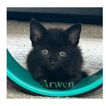 ARWEN -  Domestic Short Hair Cat for Adoption in Auburn, California - ARWEN | PetCurious