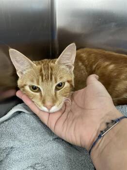 PRINCELY* -  Domestic Short Hair Cat for Adoption in Santa Cruz, California - PRINCELY* | PetCurious