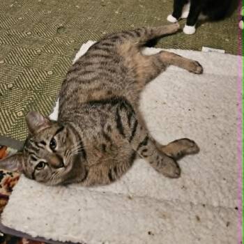Domestic Short Hair Cats Available for Adoption in Reisterstown, Maryland - Rolly (paired With Holly) - Guests | PetCurious