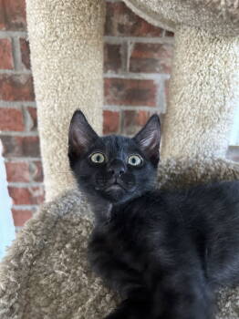 Rescue Domestic Short Hair Cats for Adoption in Fort Worth, Texas - Jett | PetCurious