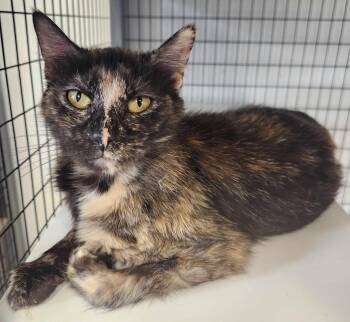 Rescue Domestic Short Hair Cats for Adoption in Republic, Missouri - Daffodil | PetCurious