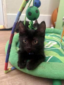 Jack Black -  Domestic Short Hair Cat for Adoption in Chandler, Arizona - Jack Black | PetCurious
