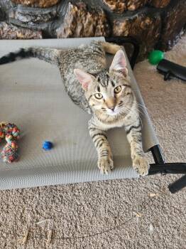 Rescue Domestic Short Hair Cats for Adoption in Guthrie, Oklahoma - Fig | PetCurious