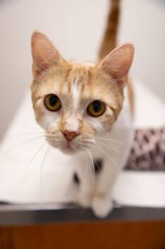 Creamsicle -  Domestic Short Hair Cat for Adoption in Montclair, New Jersey - Creamsicle | PetCurious