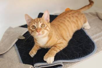 Eruption -  Domestic Short Hair and Extra Toes Cat Hemingway Polydactyl Cat for Adoption in Chestertown, Maryland - Eruption | PetCurious