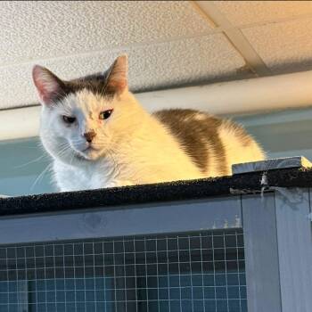 Leon -  Domestic Short Hair Cat for Adoption in Newark, New Jersey - Leon | PetCurious