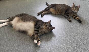 Pudge & Tubbs -  Domestic Short Hair Cat for Adoption in Chester Springs, Pennsylvania - Pudge & Tubbs | PetCurious