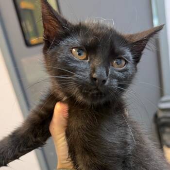 Siri -  Domestic Short Hair Cat for Adoption in Port Charlotte, Florida - Siri | PetCurious