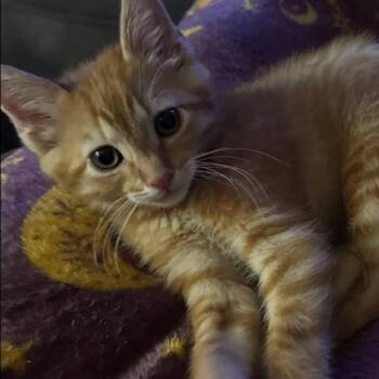 Lewie Hughes -  Domestic Short Hair Cat for Adoption in Eagle Mountain, Utah - Lewie Hughes | PetCurious