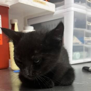 Ponyo -  Domestic Medium Hair Cat for Adoption in Chattanooga, Tennessee - Ponyo | PetCurious
