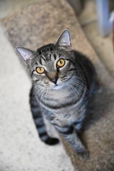 Rescue Domestic Short Hair Cats for Adoption in Saint James City, Florida - Harry | PetCurious