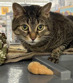 Rescue Domestic Short Hair Cats for Adoption in Pickering, Ontario - Tetley | PetCurious