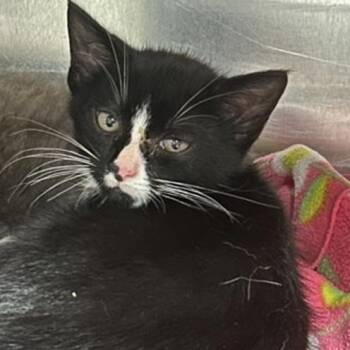 Stetson -  Domestic Short Hair Cat for Adoption in New York, New York - Stetson | PetCurious