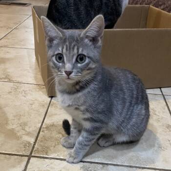 Rescue Domestic Short Hair Cats for Adoption - Tidbit | PetCurious