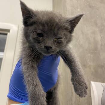 Domestic Short Hair Cats Available for Adoption in Los Angeles, California - Hayworth | PetCurious