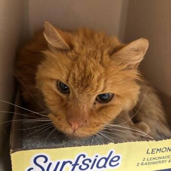 Domestic Medium Hair Cats Available for Adoption in Buffalo, New York - Toulouse | PetCurious