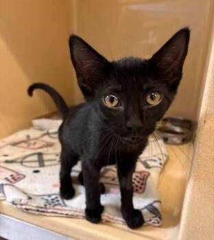 Frankie -  Domestic Short Hair Cat for Adoption in Stillwater, Oklahoma - Frankie | PetCurious