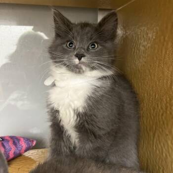 Cloud Dancer -  Domestic Short Hair Cat for Adoption in Chicago, Illinois - Cloud Dancer | PetCurious