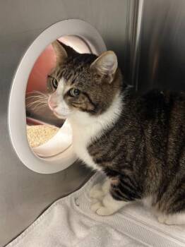 Domestic Short Hair Cats Available for Adoption - RUPERT | PetCurious