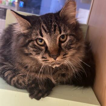 Rescue Domestic Medium Hair Cats for Adoption in Pittsburgh, Pennsylvania - Heinz | PetCurious