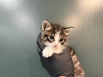 Domestic Medium Hair Cats Available for Adoption in Thousand Palms, California - JACK | PetCurious