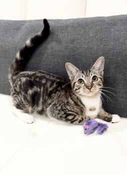 Domestic Short Hair Cats Available for Adoption - Josie | PetCurious