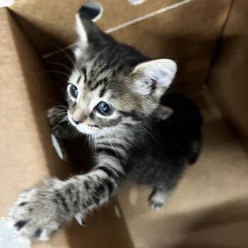 Olivia -  Domestic Short Hair Cat for Adoption in Tampa, Florida - Olivia | PetCurious