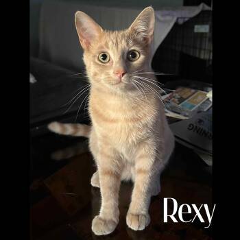 Rescue American Shorthair Cats for Adoption in Erie, Pennsylvania - Rexy | PetCurious