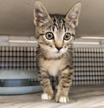 Rescue Tabby Cats for Adoption in Parlier, California - Kitten 27449 (Griselda) | PetCurious