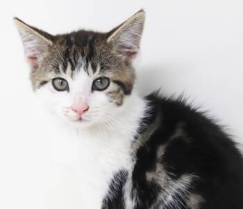 Roni is RIDICULOUSLY SWEET - Baby doll -  Turkish Van and Tabby Cat for Adoption in Bedford Hills, New York - Roni Is RIDICULOUSLY SWEET - Baby Doll | PetCurious