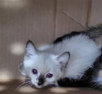 INES -  Domestic Medium Hair Cat for Adoption in Dallas, Texas - INES | PetCurious