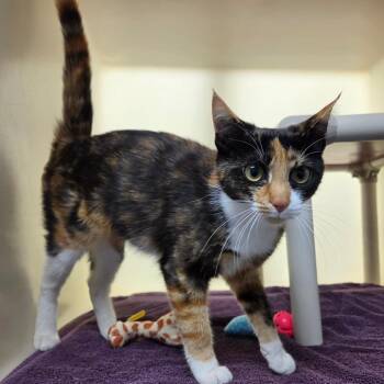 Darcy -  Domestic Short Hair Cat for Adoption in Harrisonburg, Virginia - Darcy | PetCurious