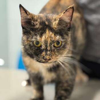 Biscuit Patriach III -  Domestic Short Hair Cat for Adoption in Shelbyville, Indiana - Biscuit Patriach III | PetCurious