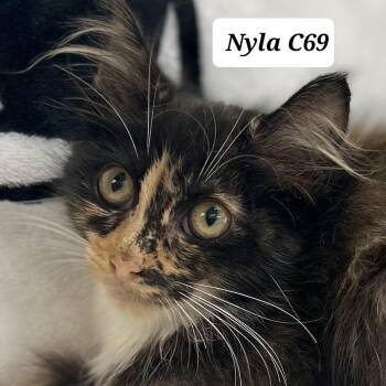 Nyla -  Domestic Long Hair Cat for Adoption in Morganton, North Carolina - Nyla | PetCurious