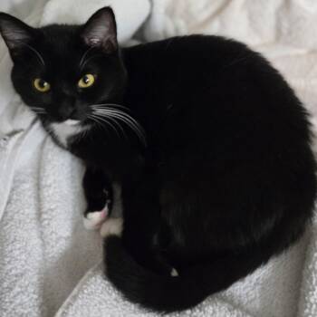 Rescue Domestic Short Hair Cats for Adoption in Richmond, Virginia - Lucas | PetCurious