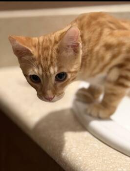 Ronnie -  Domestic Short Hair Cat for Adoption in Oceanside, California - Ronnie | PetCurious