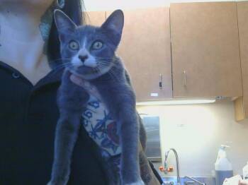 Rescue Domestic Short Hair Cats for Adoption in Sacramento, California - A904226 | PetCurious