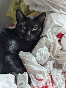 Cynder -  Domestic Short Hair Cat for Adoption in Waterloo, Iowa - Cynder | PetCurious