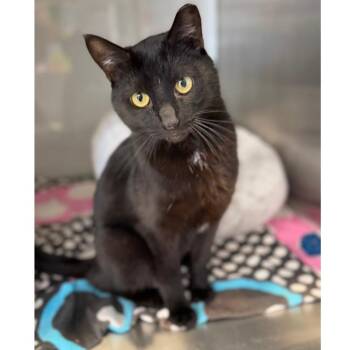 Domestic Short Hair Cats Available for Adoption - Diesel | PetCurious