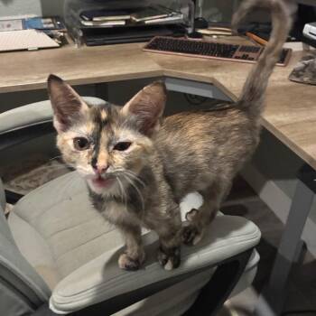 Mewgarita -  Domestic Short Hair Cat for Adoption in Bulverde, Texas - Mewgarita | PetCurious